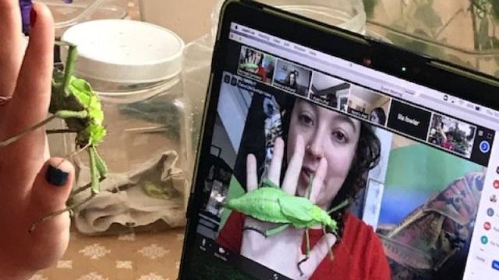 Insect Discovery Lab - Piedmont California Council Boy Scouts of America